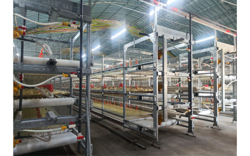 现代化畜牧养殖自动投料系统